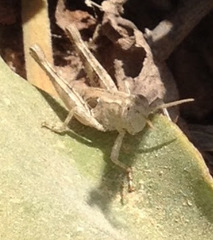 Acrotylus insubricus