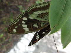Limenitis sydyi