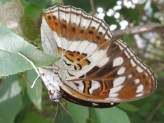 Limenitis sydyi