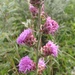Rough Blazing Star - Photo (c) Susan Bury, some rights reserved (CC BY-NC), uploaded by Susan Bury