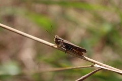 Omocestus
