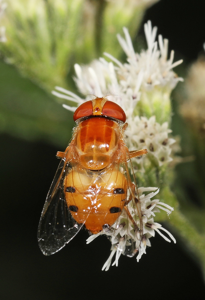Six-spotted Bromeliad Fly