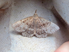 Phalaenostola larentioides