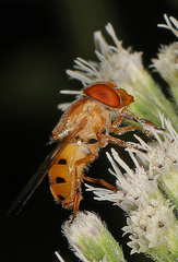 Copestylum sexmaculatum