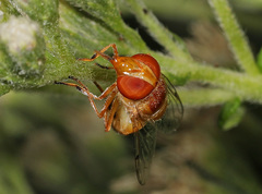 Copestylum sexmaculatum