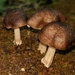 Pluteus albostipitatus - Photo (c) Crystal Davidson, some rights reserved (CC BY-SA), uploaded by Crystal Davidson