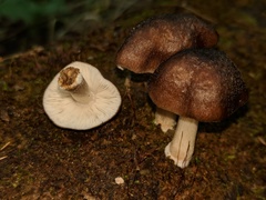 Pluteus septocystidiatus