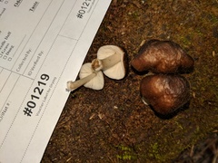 Pluteus septocystidiatus