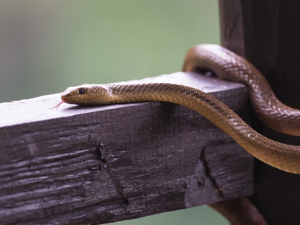 Perinet Night Snake