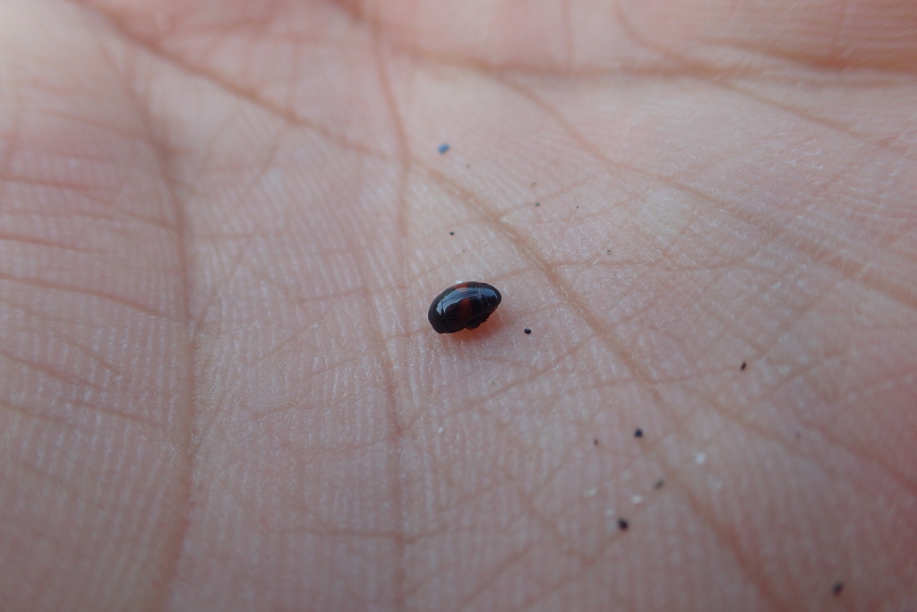 Eopachylopus