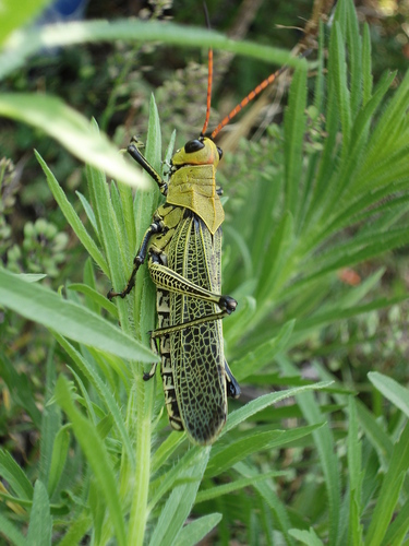 Horse Lubber Grasshopper