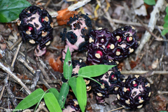 Bdallophytum americanum