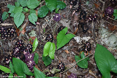 Bdallophytum americanum