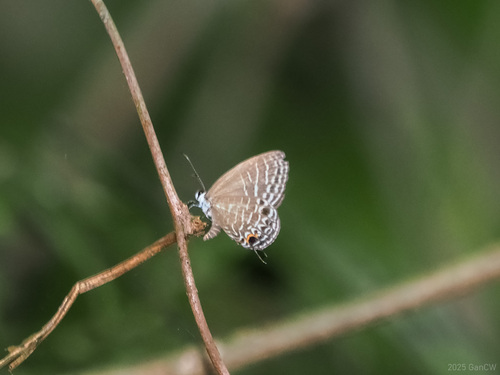 Sunda Caerulean