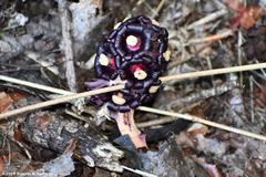 Bdallophytum americanum