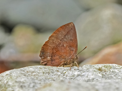 Amblypodia narada