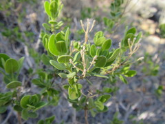 Pteronia divaricata
