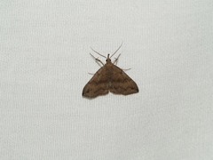 Phalaenostola eumelusalis