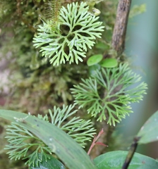 Image of Elaphoglossum peltatum