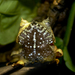 Horned Tree Frogs - Photo (c) Brian Gratwicke, some rights reserved (CC BY)