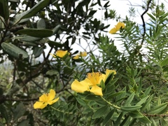 Hypericum mysurense