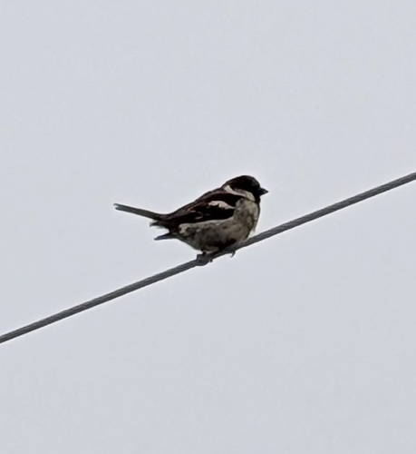 House Sparrow photographed in Missouri