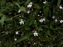 Impatiens goughii