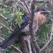 Eastern Australian Koel - Photo (c) David Laurie, some rights reserved (CC BY-NC), uploaded by David Laurie
