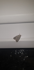 Bryophila domestica