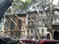 Platanus