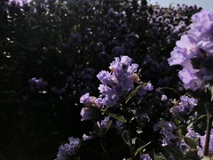 Strobilanthes kunthiana