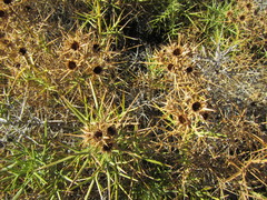Berkheya cardopatifolia