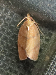 Argyrotaenia juglandana