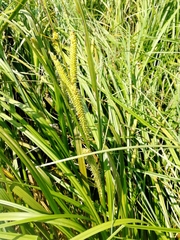 Carex rostrata