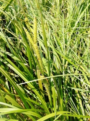 Carex rostrata