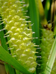 Carex rostrata