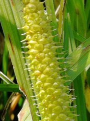 Carex rostrata