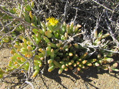 Malephora crassa