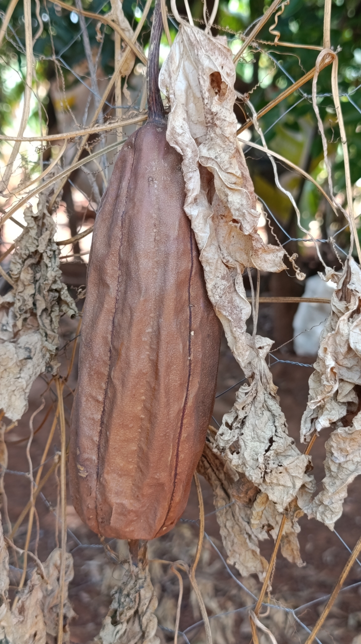 Luffa aegyptiaca