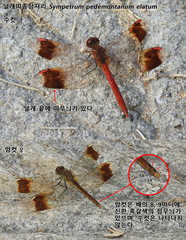 Sympetrum pedemontanum elatum