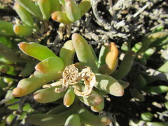 Malephora crassa