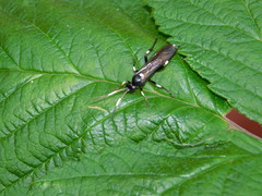 Ichneumonidae