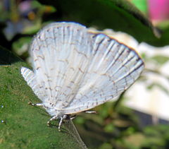 Spalgis lemolea lemolea