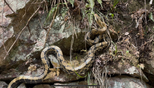 Beauty Ratsnake