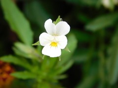 Viola arvensis