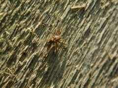 Lycosidae