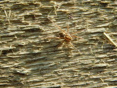 Lycosidae