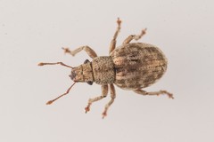 Strophosoma capitatum