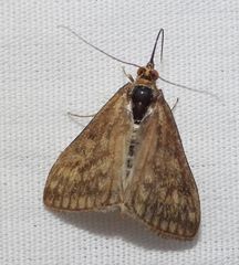 Ostrinia nubilalis