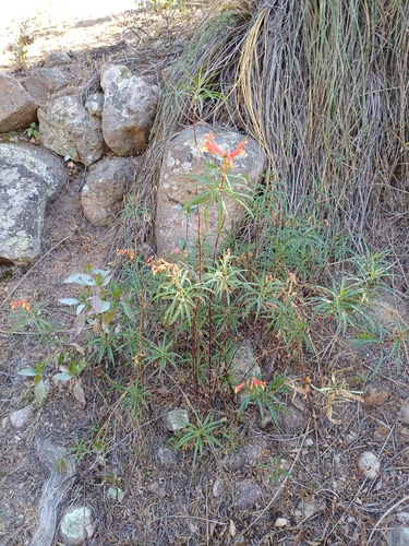 Lobelia laxiflora